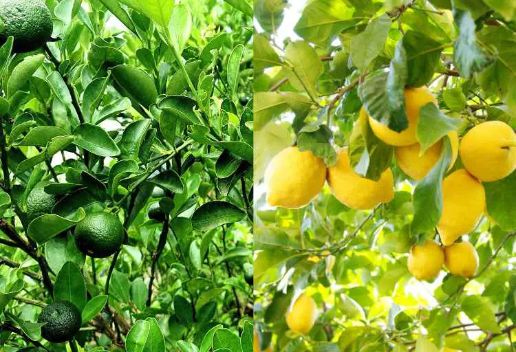 are lemon or lime trees easier to grow