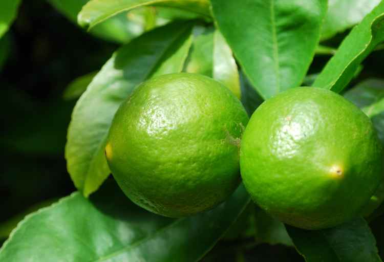 are unripe lemons poisonous