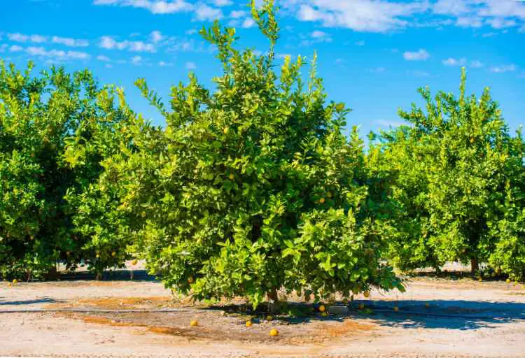 Can Lemon Trees Grow in Tennessee? A Cultivation Guide
