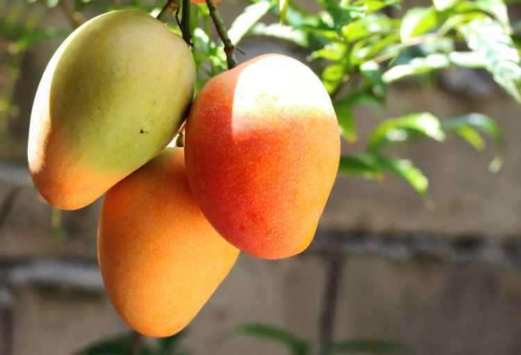 can mangoes grow in canada