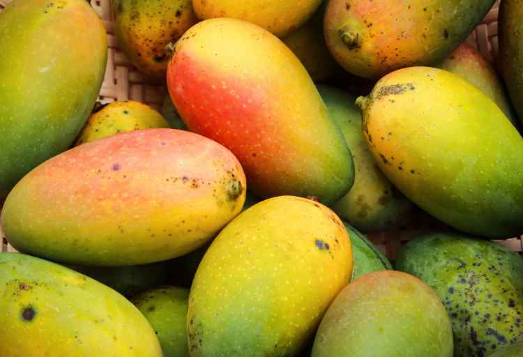 can overripe mango make you sick