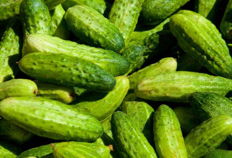 Can You Eat Cucumber with White Spots? Exploring the Safety and Health Implications