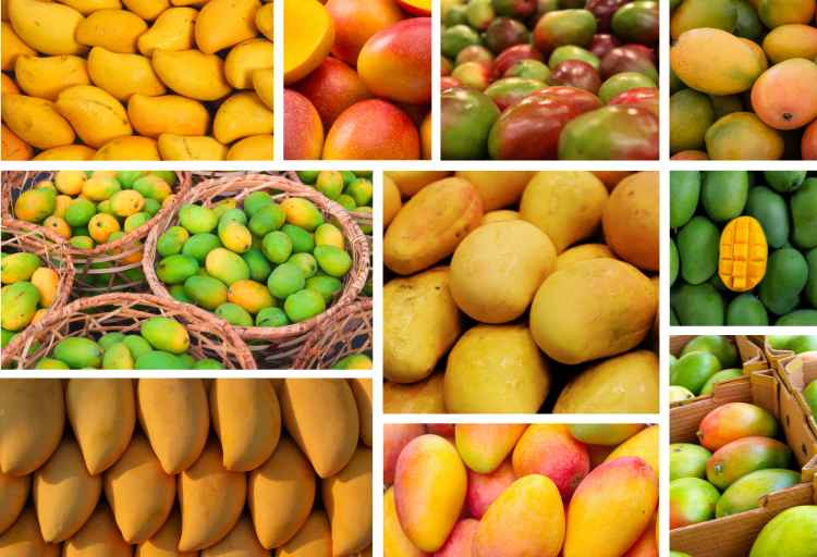 Exploring the Diversity: How Many Types of Mangoes Pakistan Export?