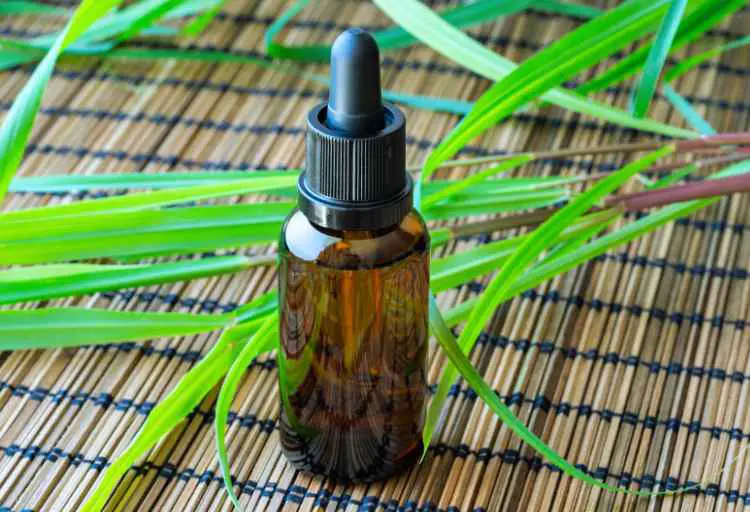 What Does Lemongrass Smell Like? Exploring the Enchanting Aroma:
