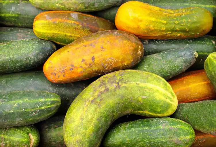 What Happens If You Eat a Bad Cucumber? Risks, Symptoms, and Precautions