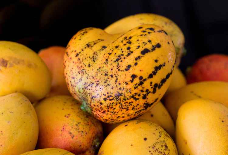Why Does My Mango Have Black Spots? Exploring Causes & Solutions